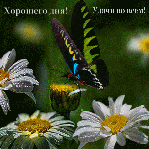 Хорошего дня! Удачи во всем!