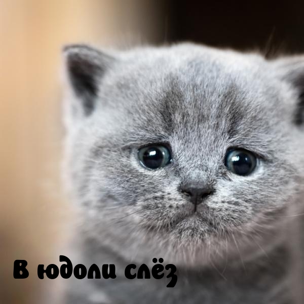 � ����� ���.