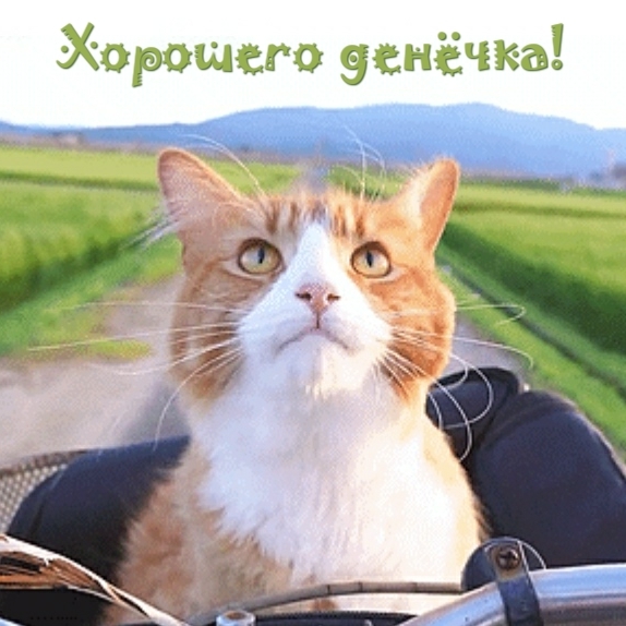 Хорошего денёчка!