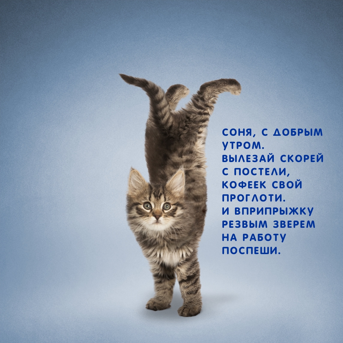 ������� ������ � �������, ������ ����  ��������