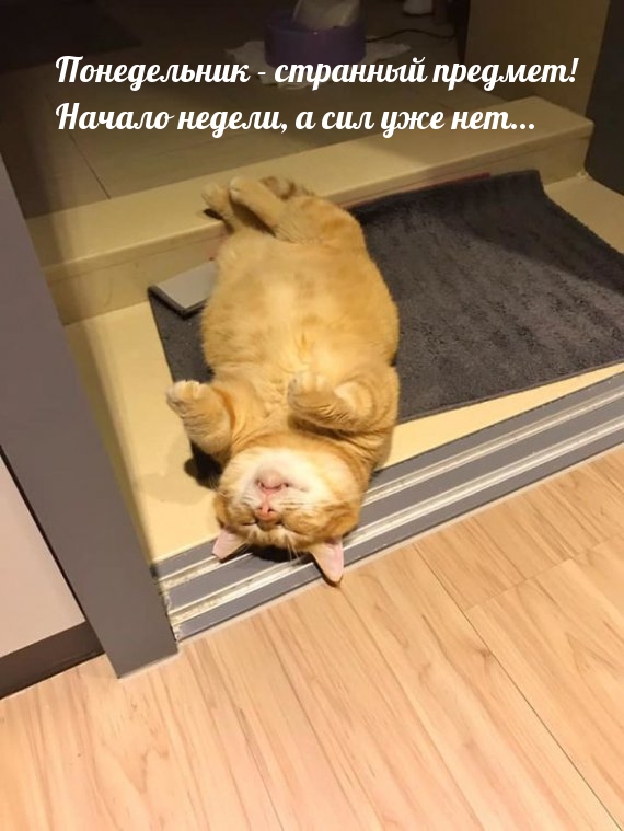 ����������� - �������� �������! ������ ������