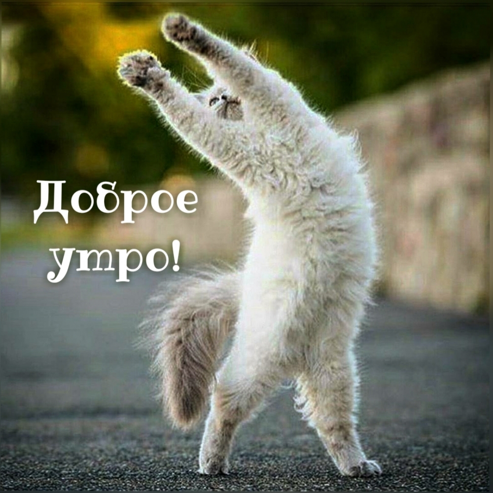 Прикольные картинки "С Добрым Утром!" (684 шт.)