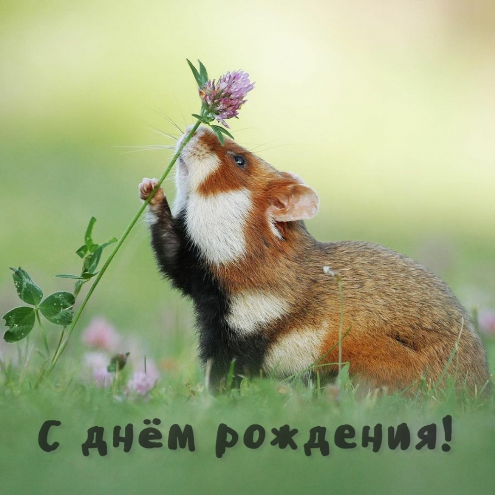 С днём рождения!