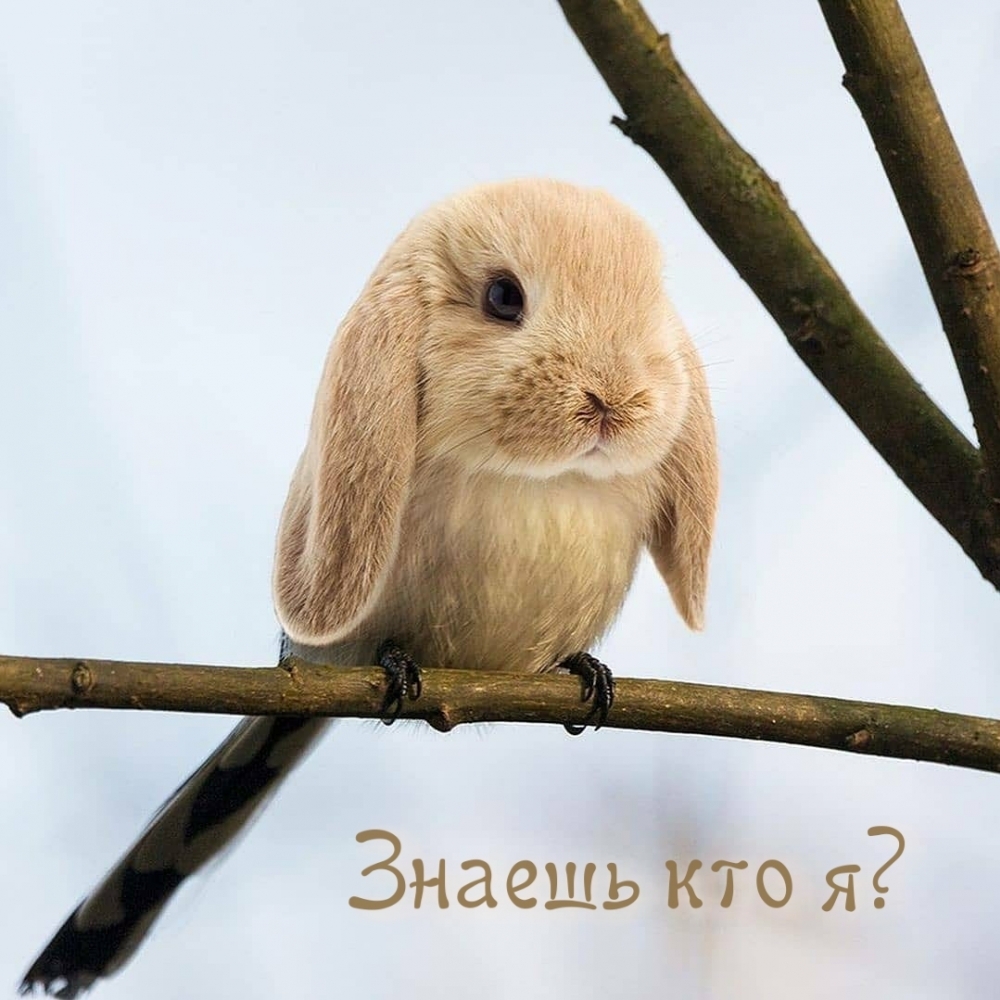 Знаешь кто я?