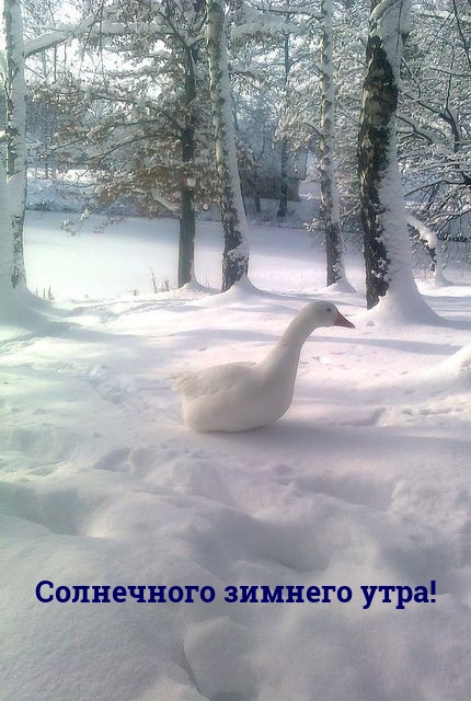 Солнечного зимнего утра!