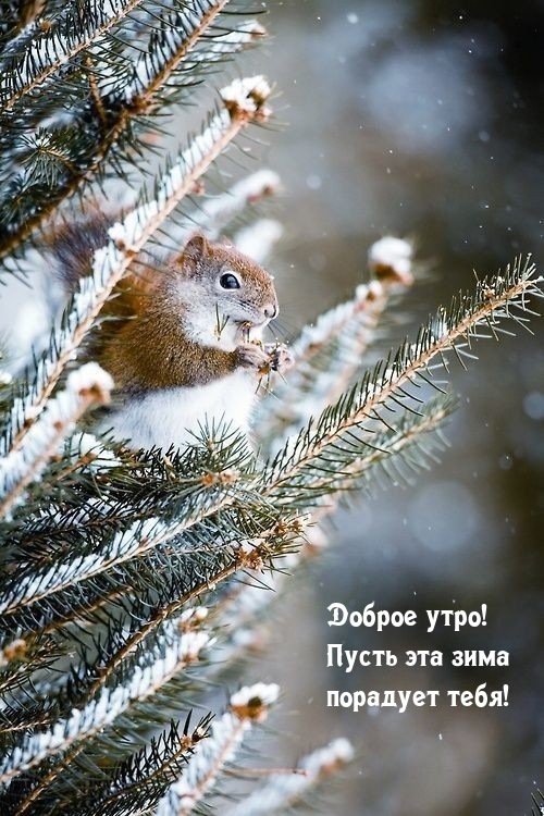 Доброе утро! Пусть эта зима порадует тебя!