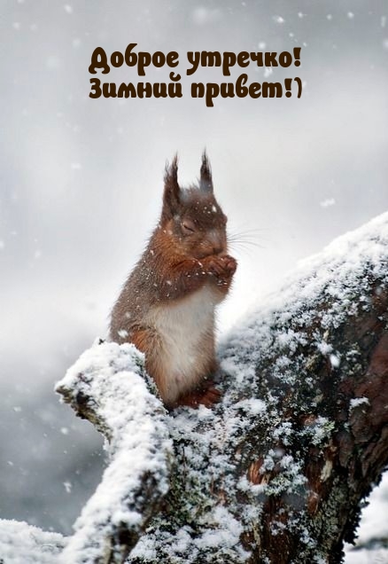 Доброе утречко! Зимний привет!)