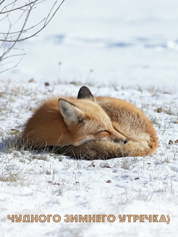 ������� ������� �������).