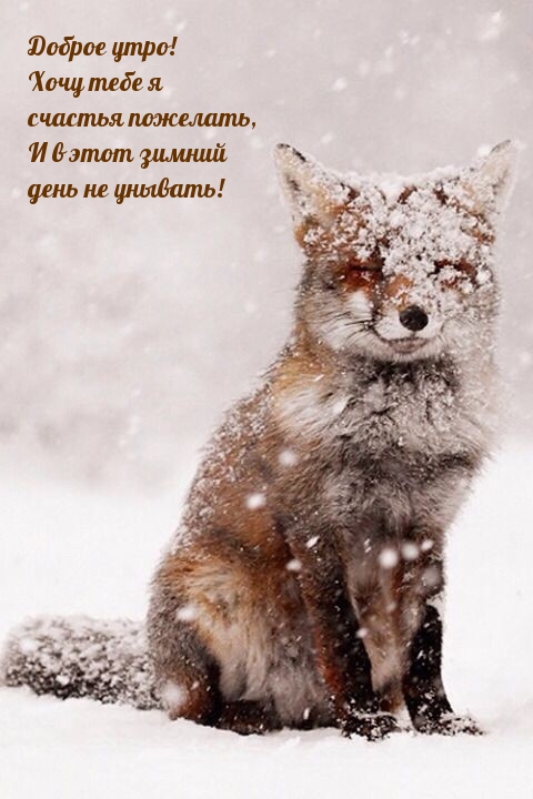 Доброе утро! Хочу тебе я счастья пожелать
