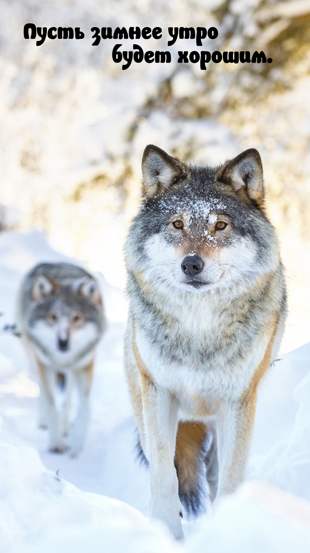 ����� ������ ���� ����� �������..