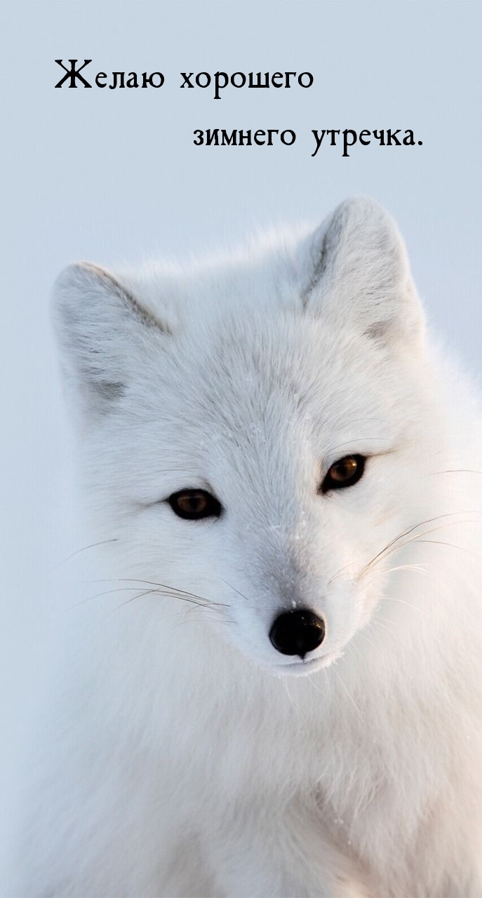 ����� �������� ������� �������..