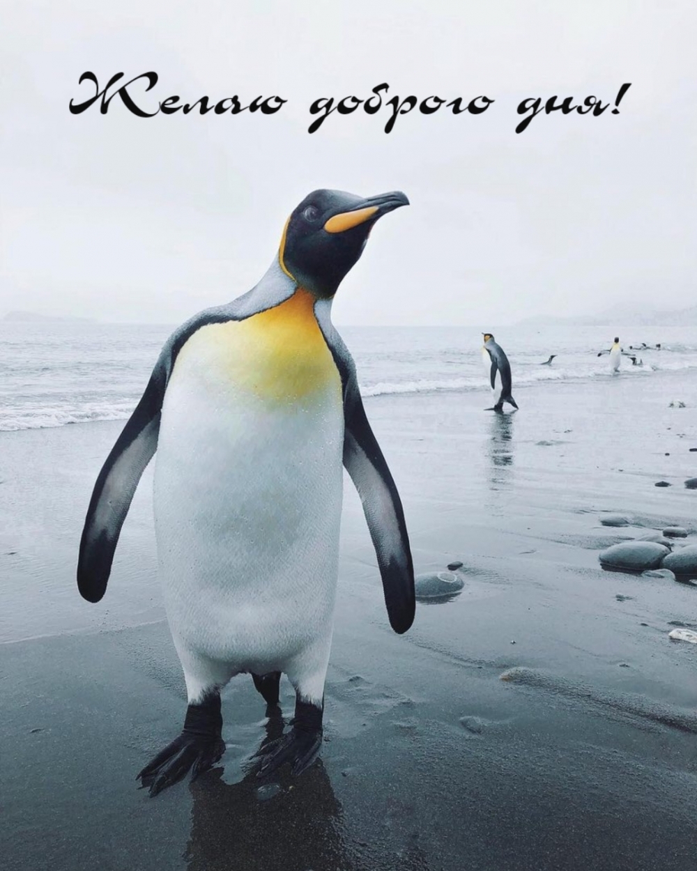 Желаю доброго дня!