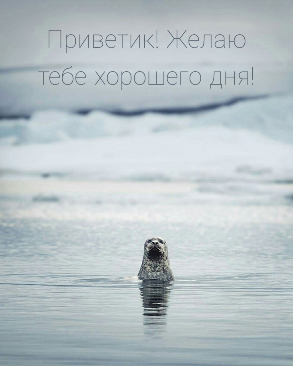 Приветик! Желаю тебе хорошего дня!
