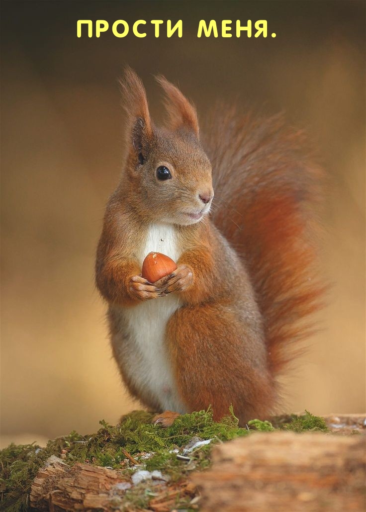 ������ ����.