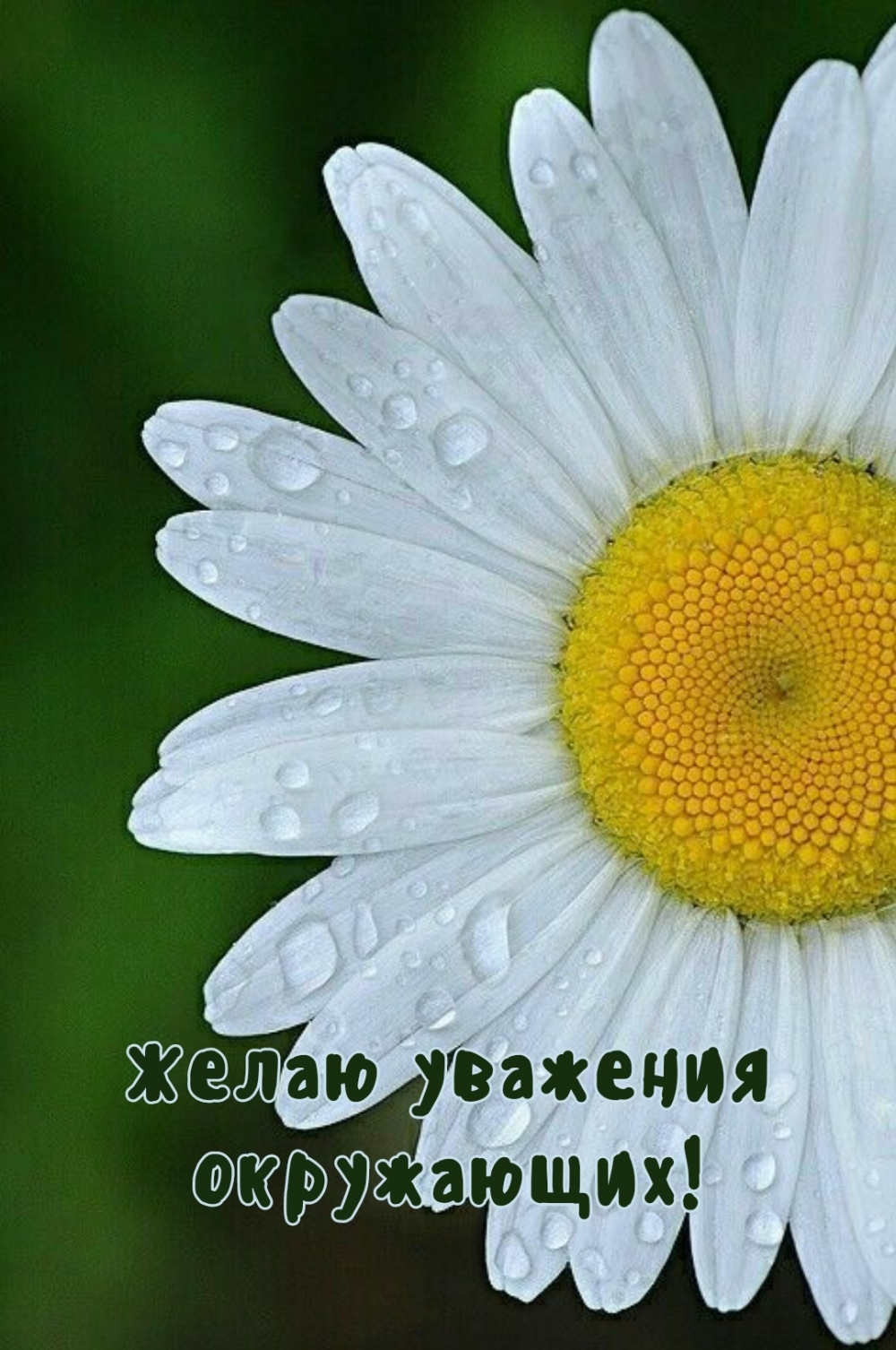 Картинки с надписью - Желаю уважения окружающих!.