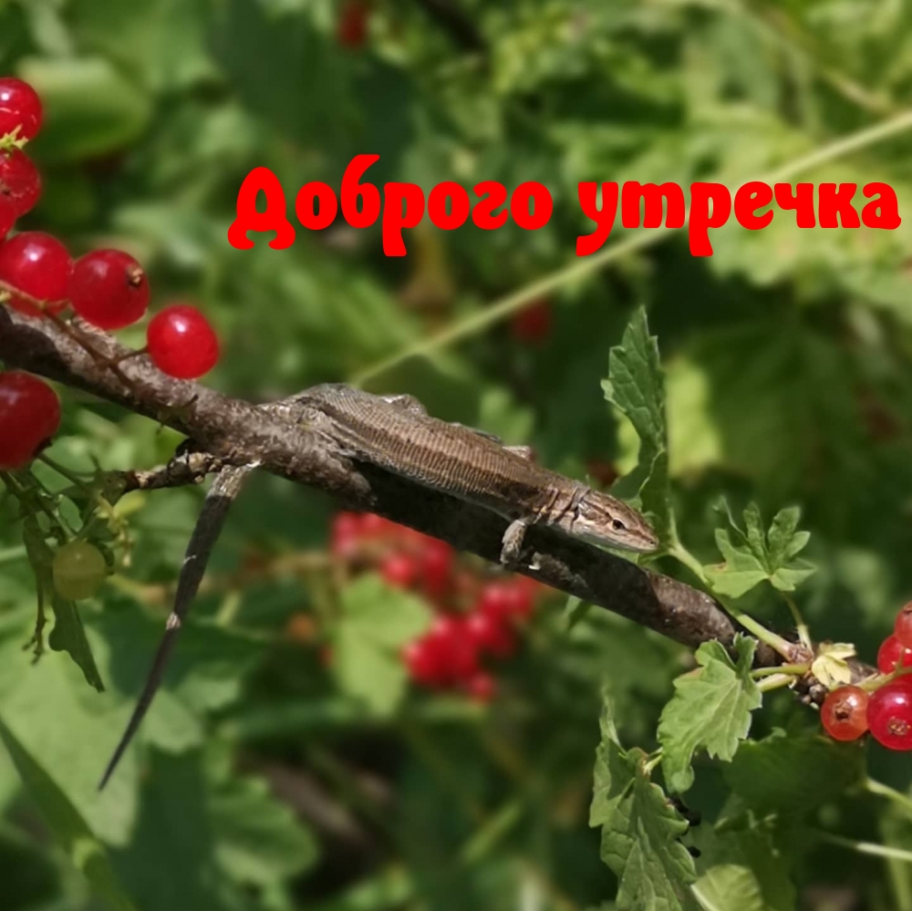 ������� �������.