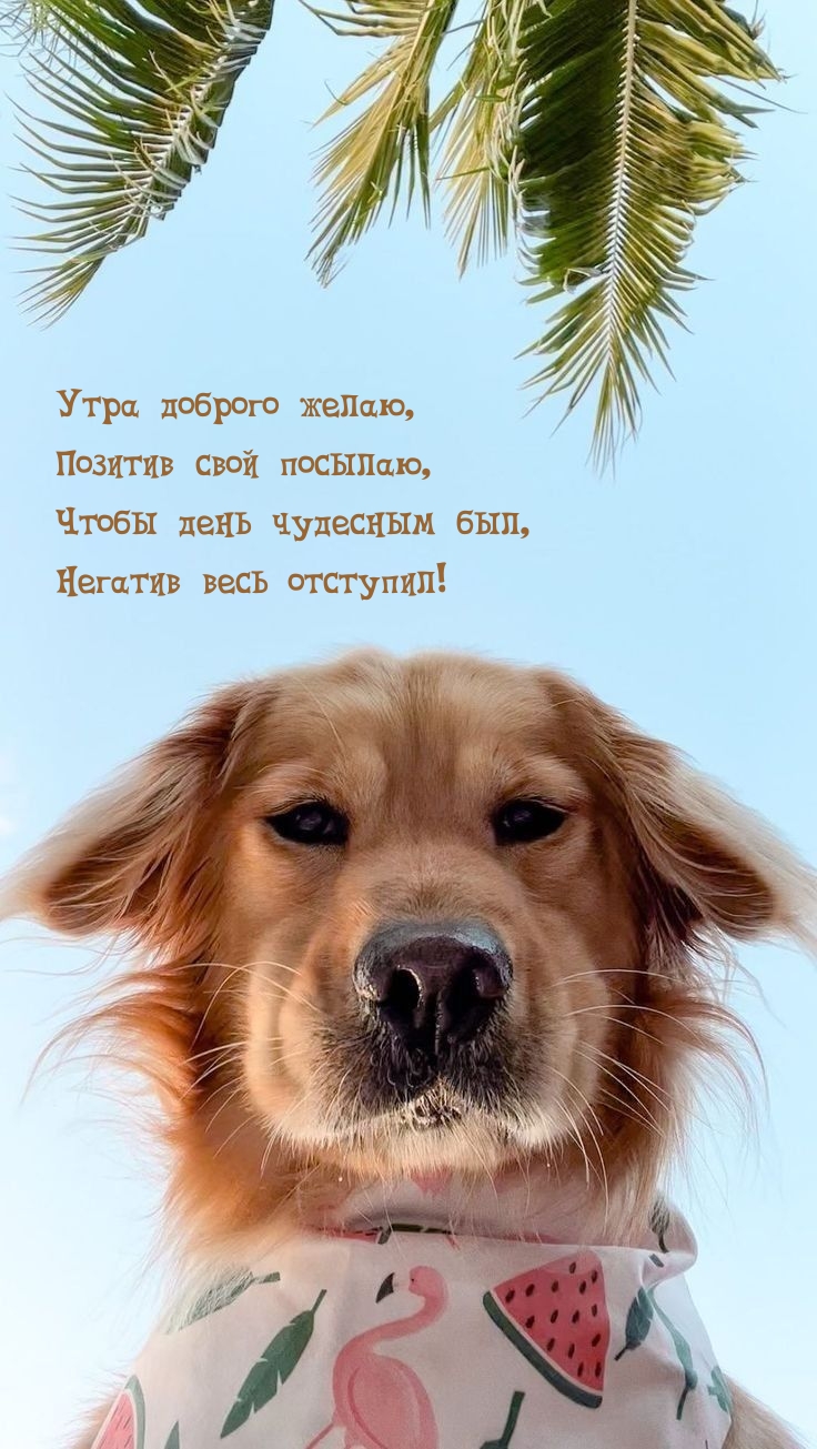 ���� ������� �����, ������� ���� �������