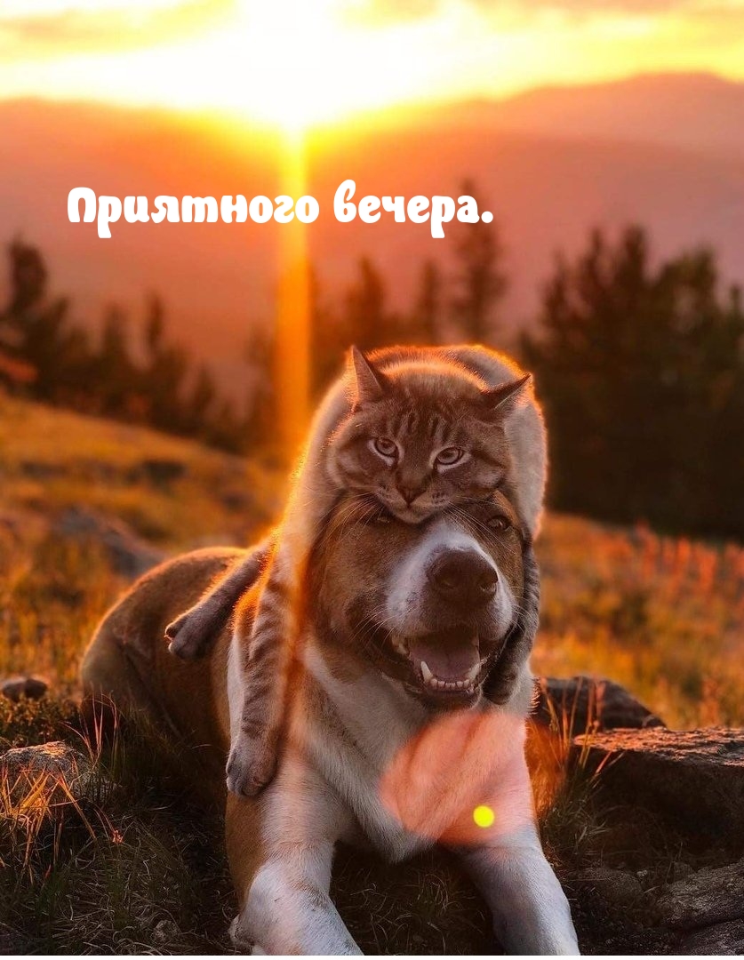 Приятного вечера.