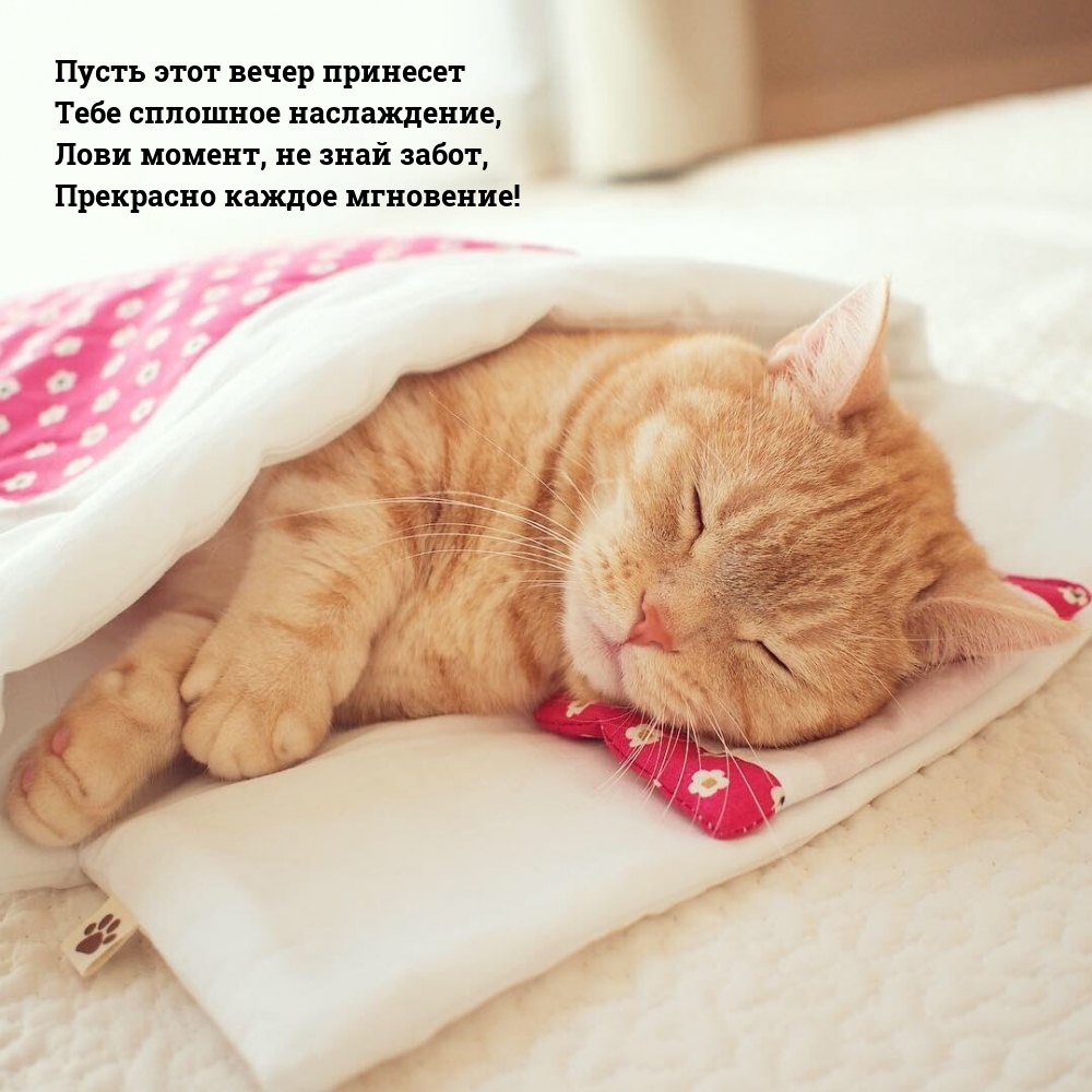 Картинки с надписью - Пусть этот вечер принесет Тебе сплошное наслаждение.