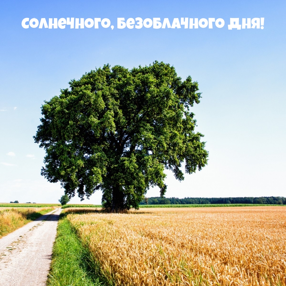 Солнечного, безоблачного дня!