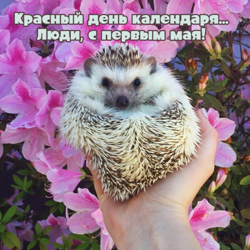 Красный день календаря картинки