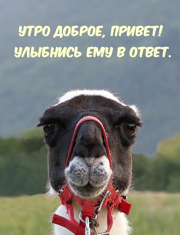 привет доброе утро мир текст. с добрым утром мир. забавные открытки с добрым утром. цветы колокольчики и ромашки. ромашки и колокольчики.
