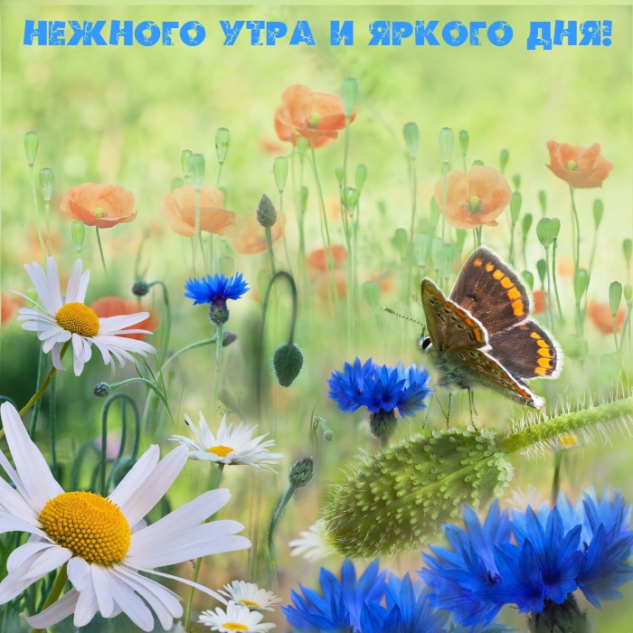 Нежного утра и яркого дня!