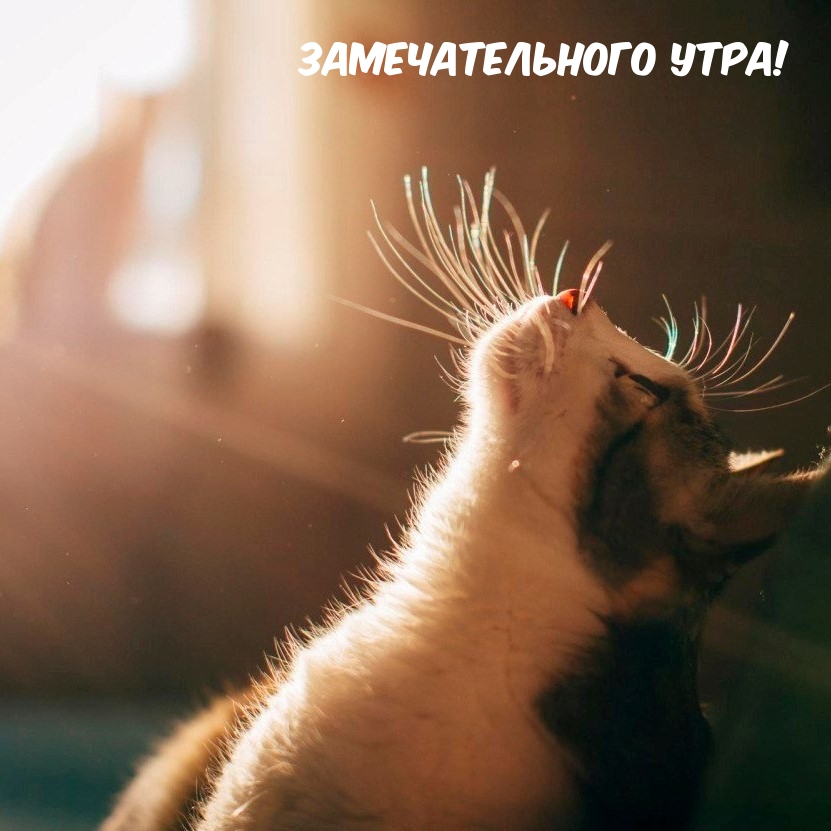 Замечательного утра!