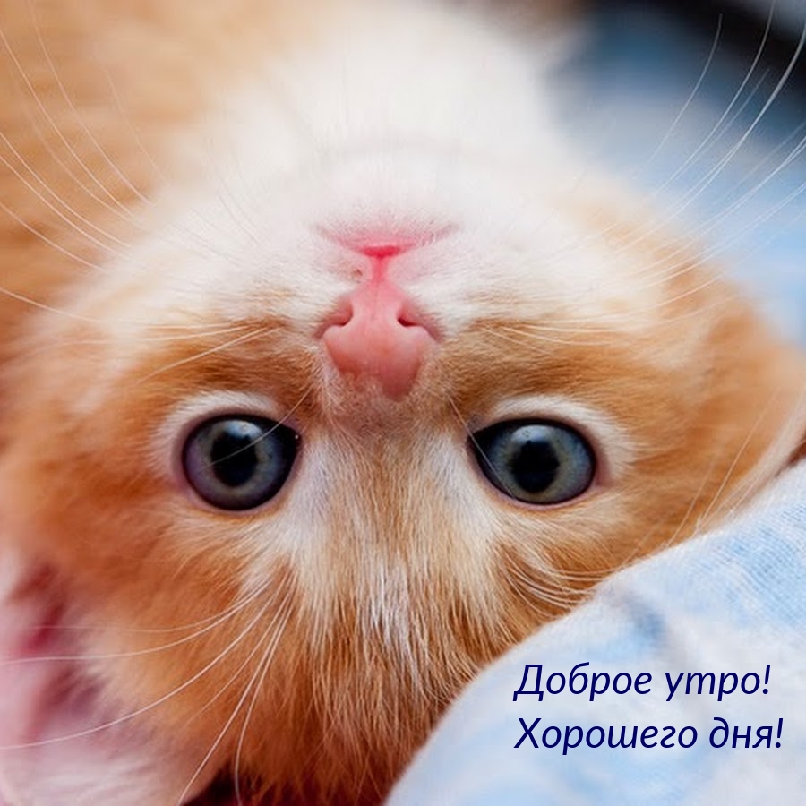 Доброе утро! Хорошего дня!