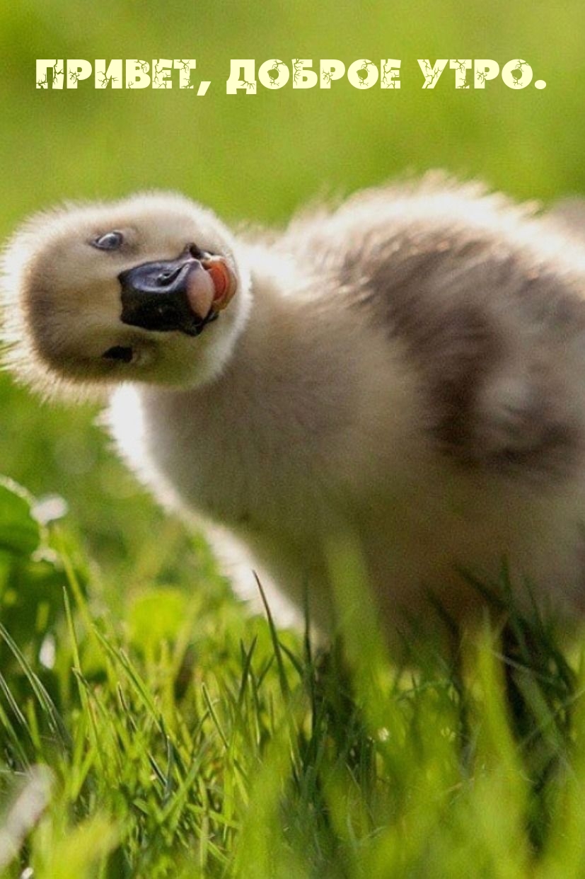 ������, ������ ����..