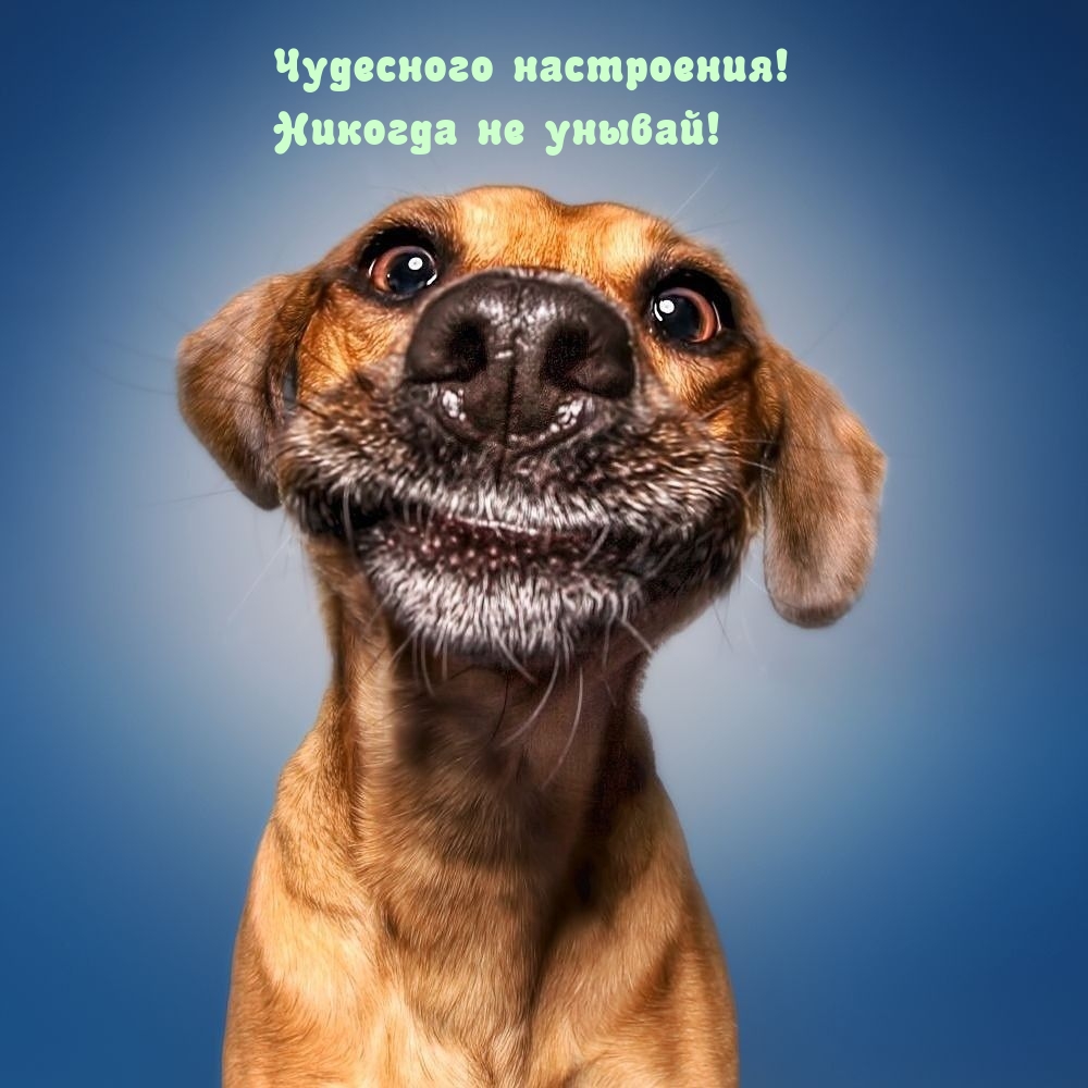 Чудесного настроения! Никогда не унывай!