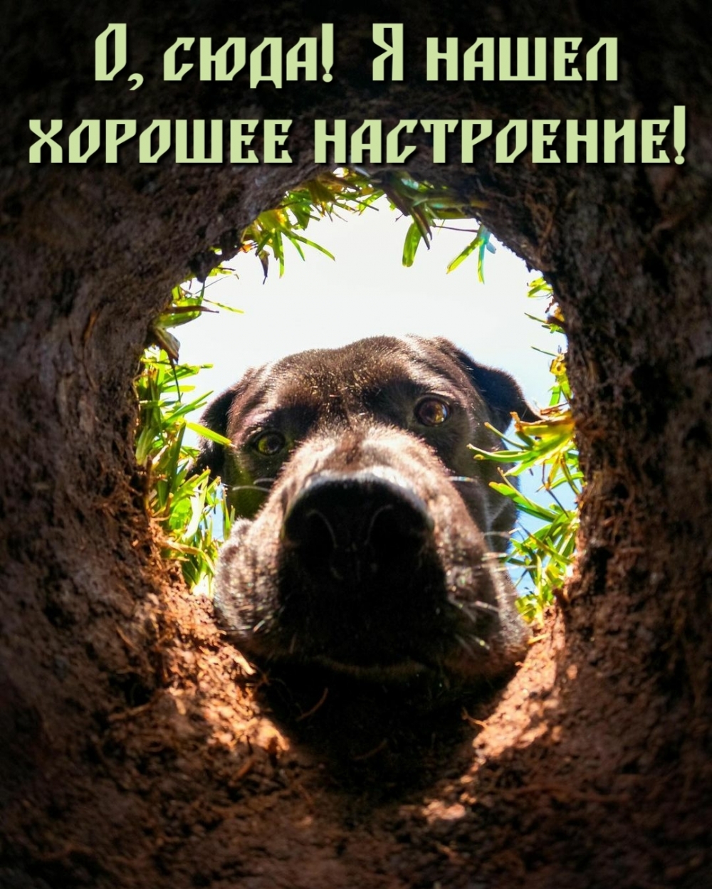 О, сюда! Я нашел хорошее настроение!